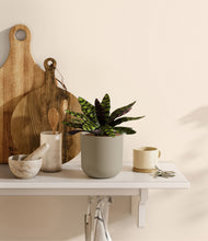 Load image into Gallery viewer, Sage Green
