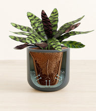 Load image into Gallery viewer, Iron Gray stand:all
