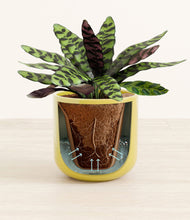 Load image into Gallery viewer, Key Lime Yellow stand:all
