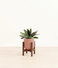 Load image into Gallery viewer, Striped Rose Pink stand:walnut
