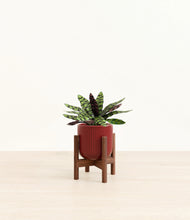 Load image into Gallery viewer, Striped Cherry Red stand:walnut
