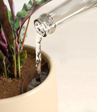 Load image into Gallery viewer, Almond Green stand:all
