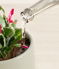 Load image into Gallery viewer, Turquoise stand:all
