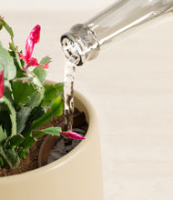 Load image into Gallery viewer, Almond Green stand:all
