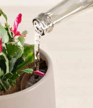 Load image into Gallery viewer, Eternal Gray stand:all
