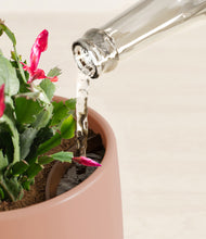 Load image into Gallery viewer, Calm Rose stand:all
