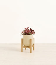 Load image into Gallery viewer, Almond Green stand:bamboo
