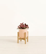 Load image into Gallery viewer, Gentle Pink stand:bamboo
