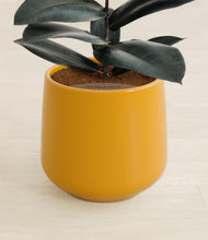 Load image into Gallery viewer, Mustard stand:all
