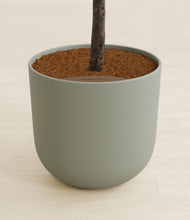 Load image into Gallery viewer, Sage Green
