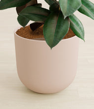 Load image into Gallery viewer, Sandy Pink stand:all
