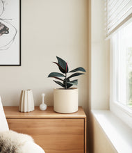 Load image into Gallery viewer, Cream
