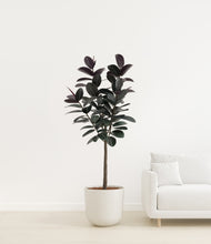 Load image into Gallery viewer, Natural Bamboo
