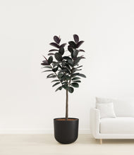 Load image into Gallery viewer, Stone Black
