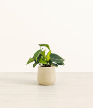 Load image into Gallery viewer, Almond Green*****Profile
