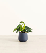 Load image into Gallery viewer, Deep Navy*****Profile

