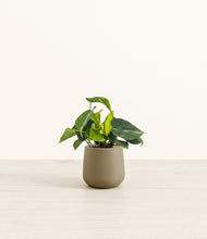 Load image into Gallery viewer, Olive*****Profile

