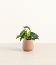 Load image into Gallery viewer, Calm Rose*****Profile
