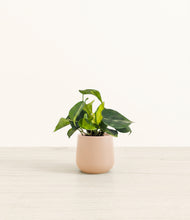 Load image into Gallery viewer, Gentle Pink*****Profile
