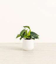 Load image into Gallery viewer, White*****Profile
