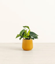 Load image into Gallery viewer, Mustard*****Profile
