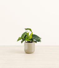 Load image into Gallery viewer, Sage Green*****Profile

