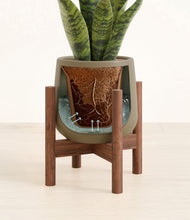 Load image into Gallery viewer, Olive stand:walnut
