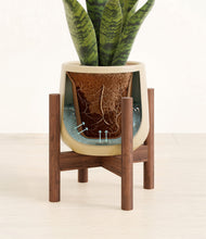 Load image into Gallery viewer, Almond Green stand:walnut
