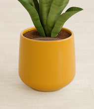 Load image into Gallery viewer, Mustard stand:all
