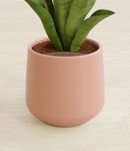 Load image into Gallery viewer, Calm Rose stand:all
