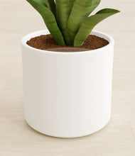 Load image into Gallery viewer, White stand:all
