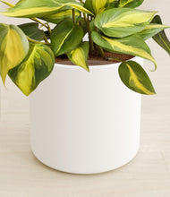 Load image into Gallery viewer, White stand:all
