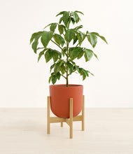 Load image into Gallery viewer, Earth Red stand:bamboo
