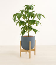 Load image into Gallery viewer, Iron Gray stand:bamboo
