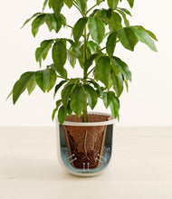 Load image into Gallery viewer, Sandy Pink stand:all
