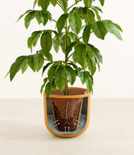 Load image into Gallery viewer, Sunset Orange stand:all
