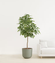 Load image into Gallery viewer, Sage Green
