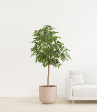 Load image into Gallery viewer, Sandy Pink
