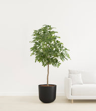 Load image into Gallery viewer, Stone Black
