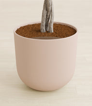 Load image into Gallery viewer, Sandy Pink stand:all
