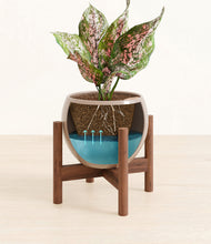 Load image into Gallery viewer, Desert Brown stand:walnut
