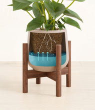 Load image into Gallery viewer, Eternal Gray stand:walnut
