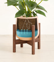 Load image into Gallery viewer, Gentle Pink stand:walnut
