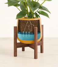 Load image into Gallery viewer, Mustard stand:walnut
