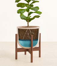 Load image into Gallery viewer, Sandy Pink stand:walnut
