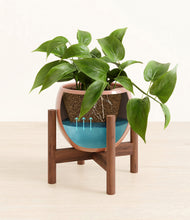 Load image into Gallery viewer, Calm Rose stand:walnut
