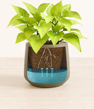 Load image into Gallery viewer, -
