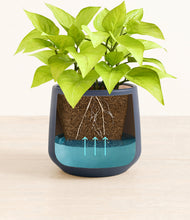 Load image into Gallery viewer, -
