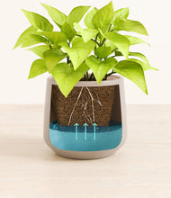 Load image into Gallery viewer, -
