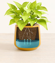 Load image into Gallery viewer, -
